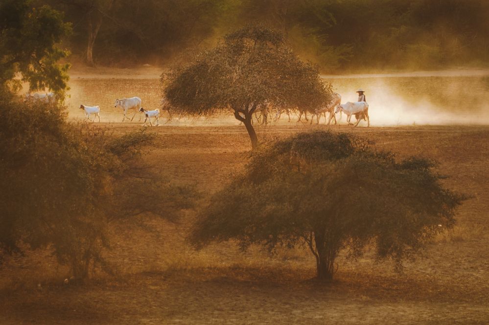 Viehtrieb in Bagan