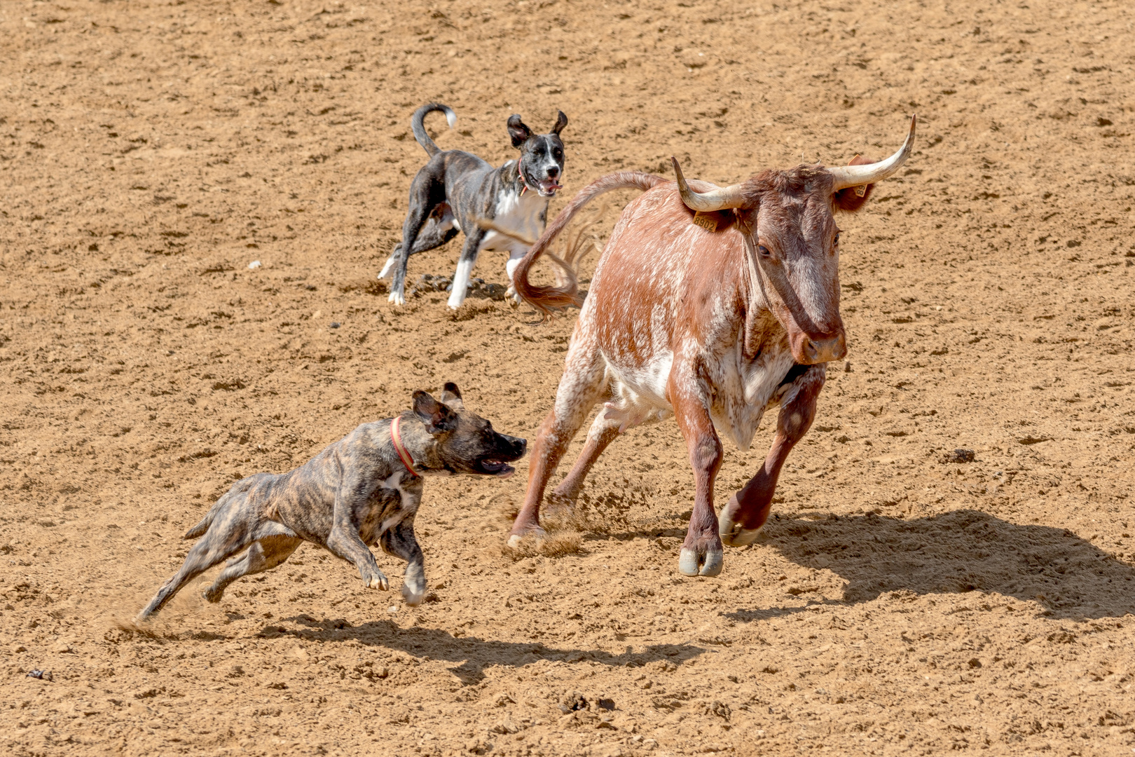 Viehtrieb mit Hunden