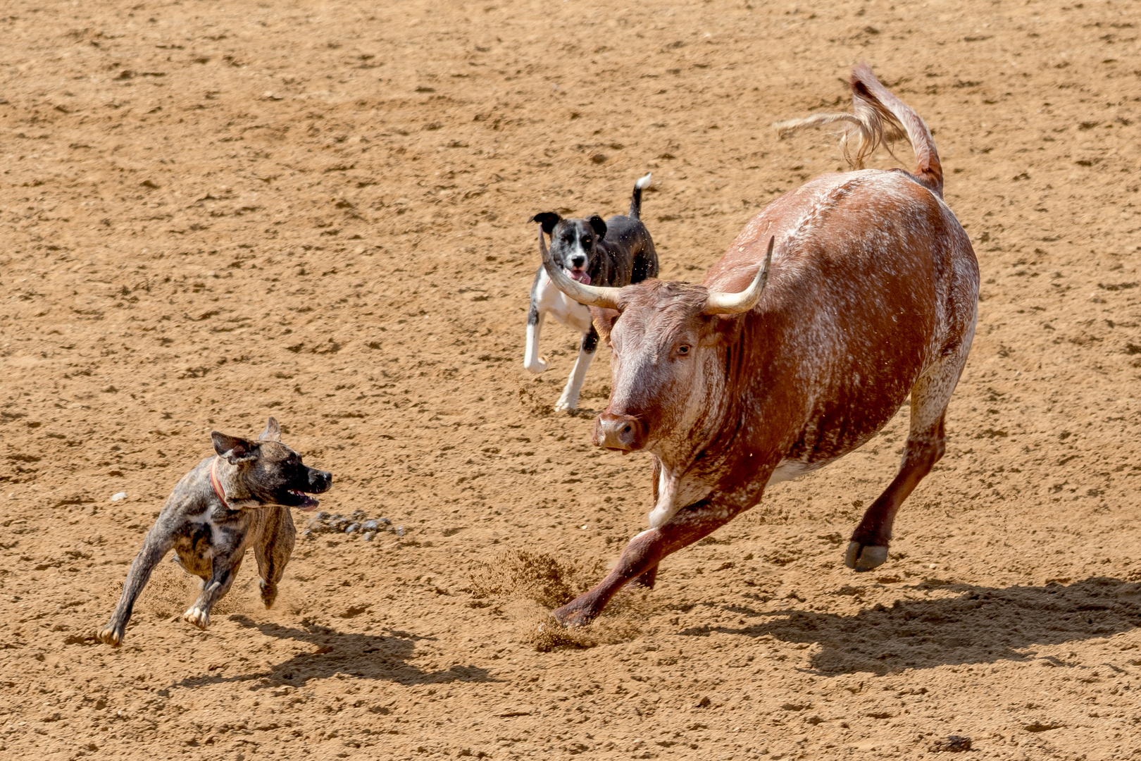 Viehtrieb mit Hunden