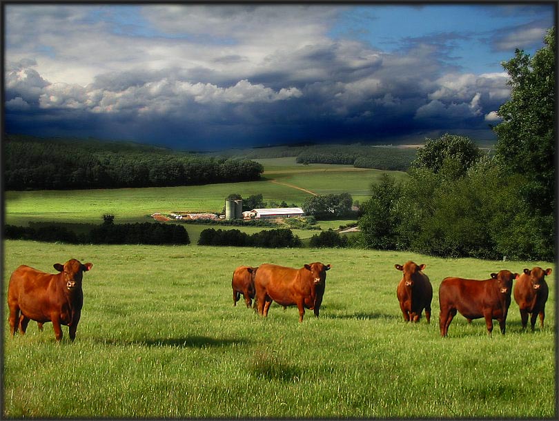 Viehwirtschaft auf der Georgfarm