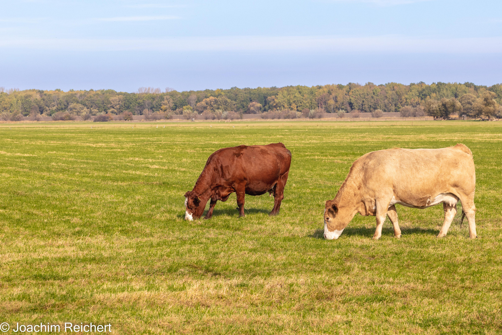 Viehzucht auf den Oderwiesen bei Neuzelle