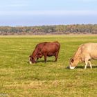 Viehzucht auf den Oderwiesen bei Neuzelle