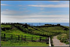 Viehzucht auf Land's End / Cornwall