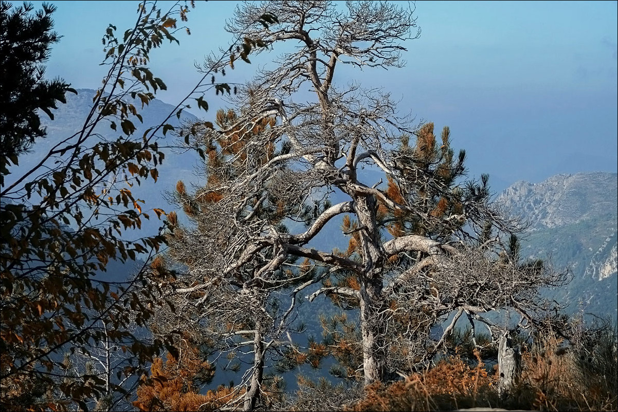 Vieil arbre en automne 