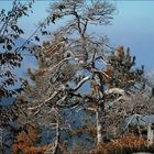 Vieil arbre en automne 