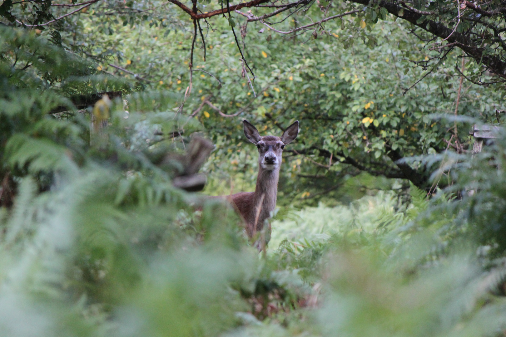 Vieille biche