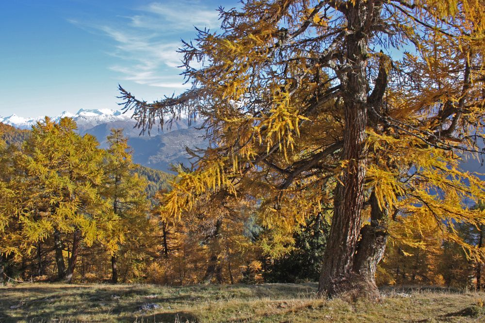 Vieilles branches d'automne