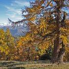 Vieilles branches d'automne