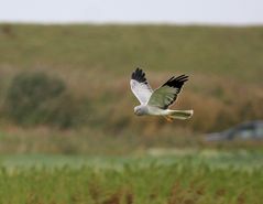 Viel auf Vogeljagd