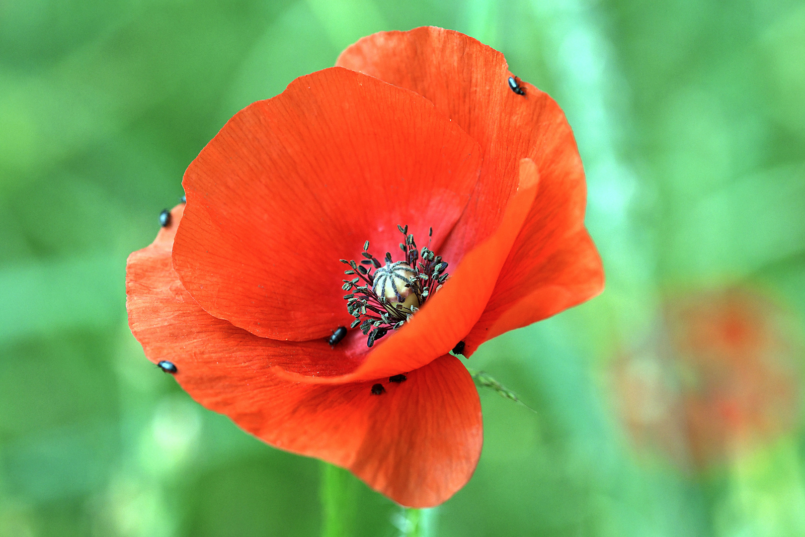 Viel besuchter Klatschmohn