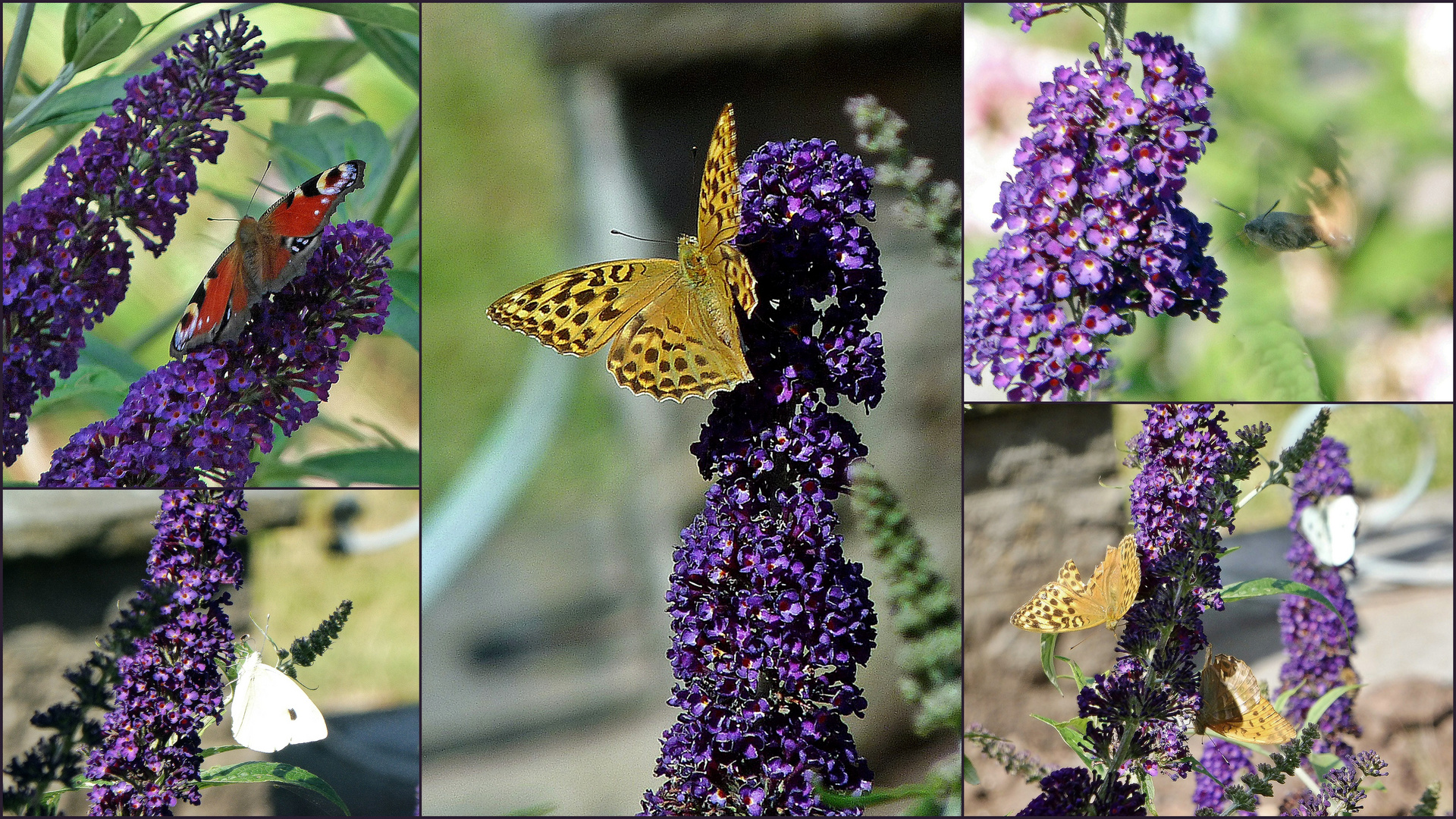 viel besuchter Sommerflieder...