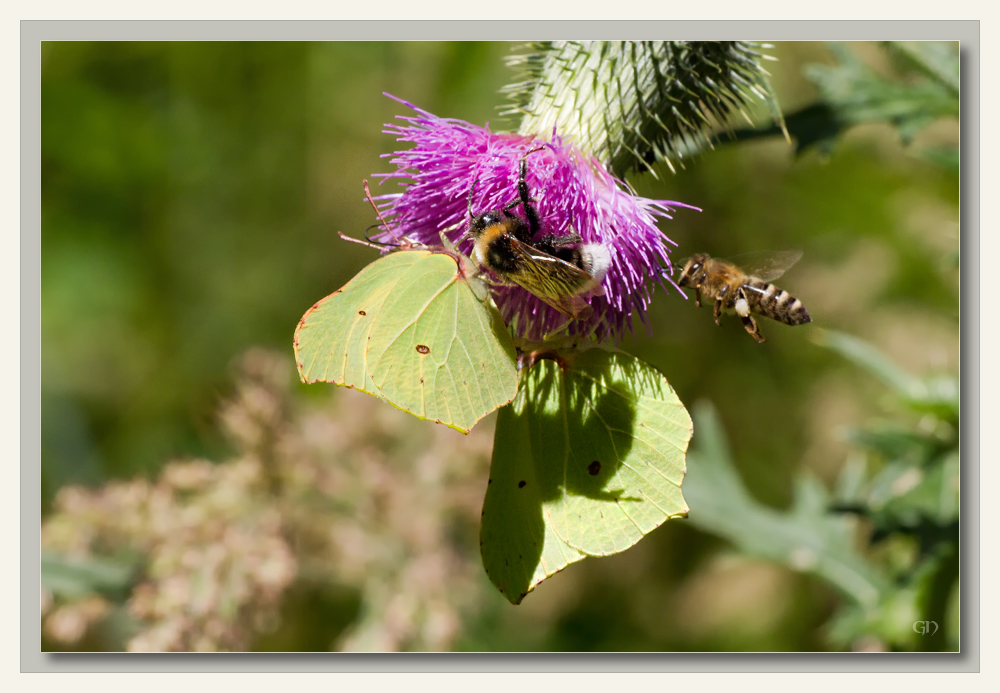 Viel Betrieb auf der Distel