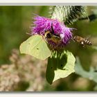 Viel Betrieb auf der Distel