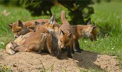 Viel Fuchs auf einem Haufen