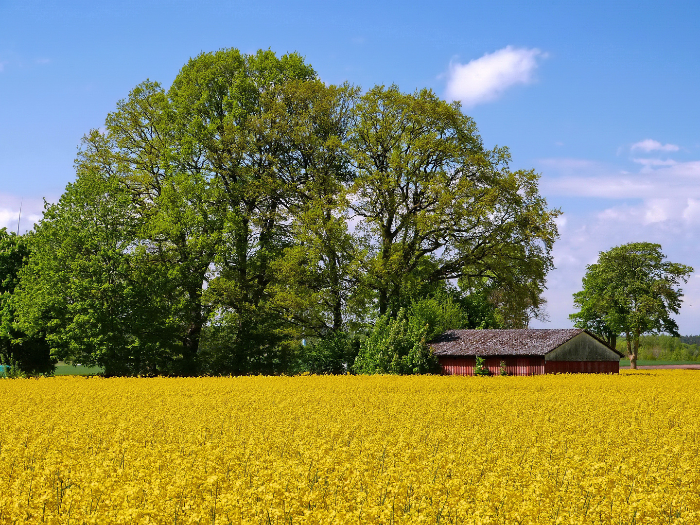 Viel Gelb zu Pfingsten