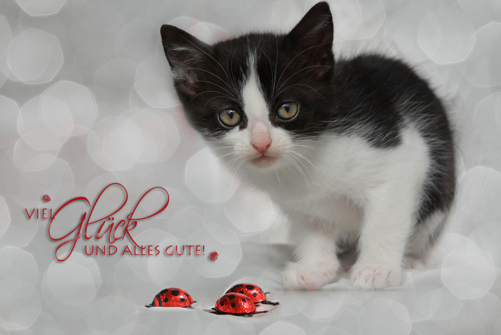 39 Katzenbilder Zum Kopieren Besten Bilder Von Ausmalbilder