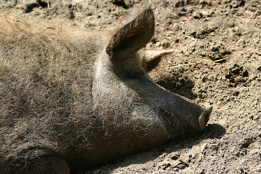 Viel Glück