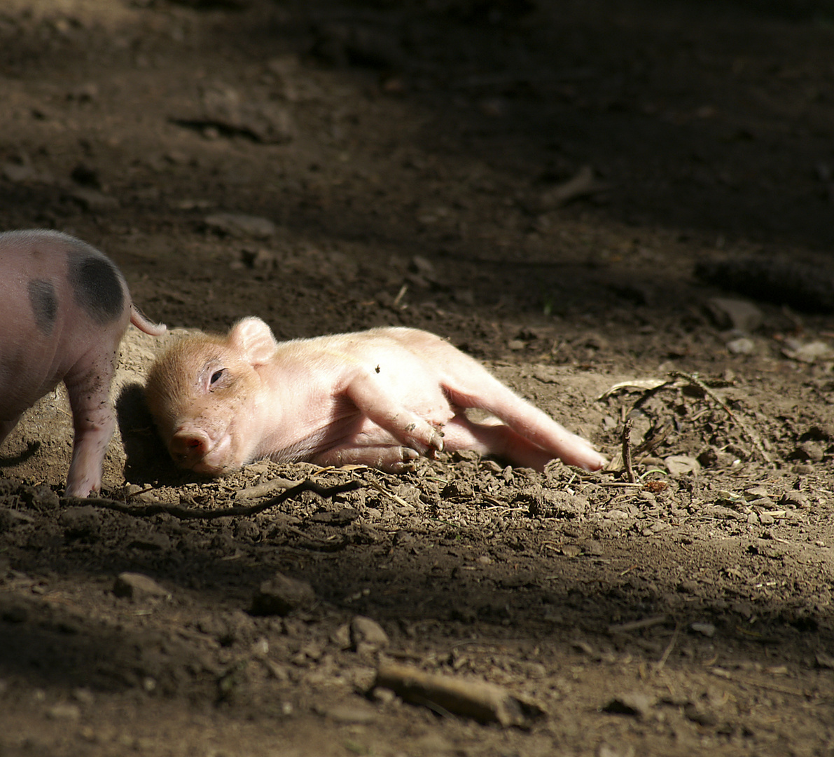 Viel Glück fürs neue Jahr 2015