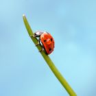 Viel Glück im neuen Frühling