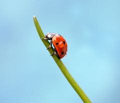 Viel Glück im neuen Frühling