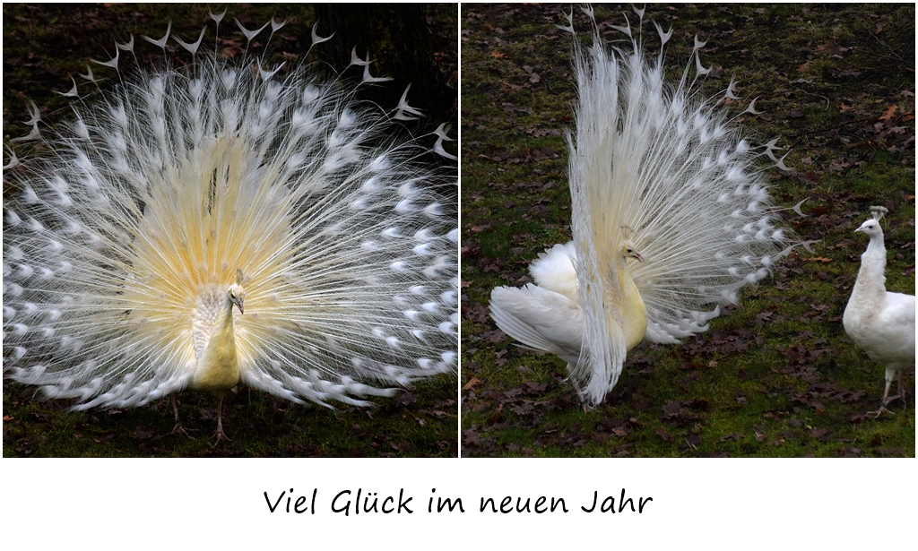 Viel Glück im neuen Jahr!