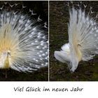 Viel Glück im neuen Jahr!