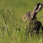 viel Gras + bißchen Hase