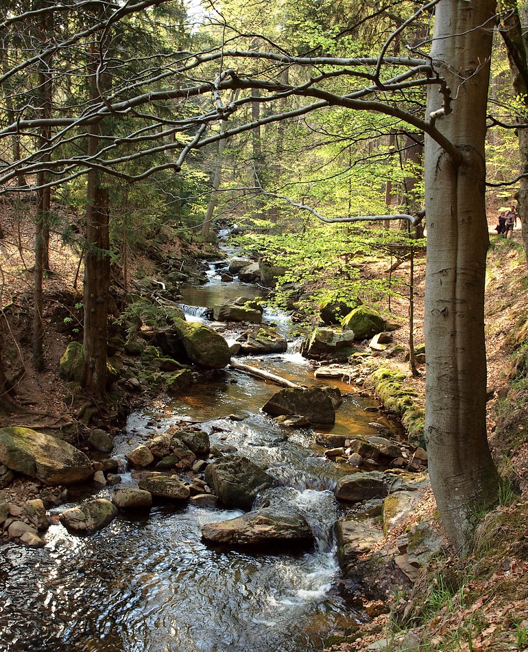 Viel Grün am Bach