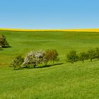 Viel Grün, etwas Blau, ein paar Bäume und ein wenig Gelb ist auch dabei...