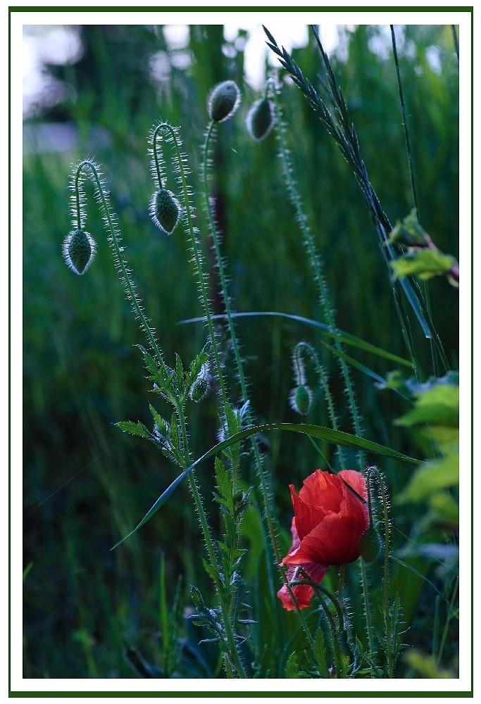 viel grün mit etwas Mohn