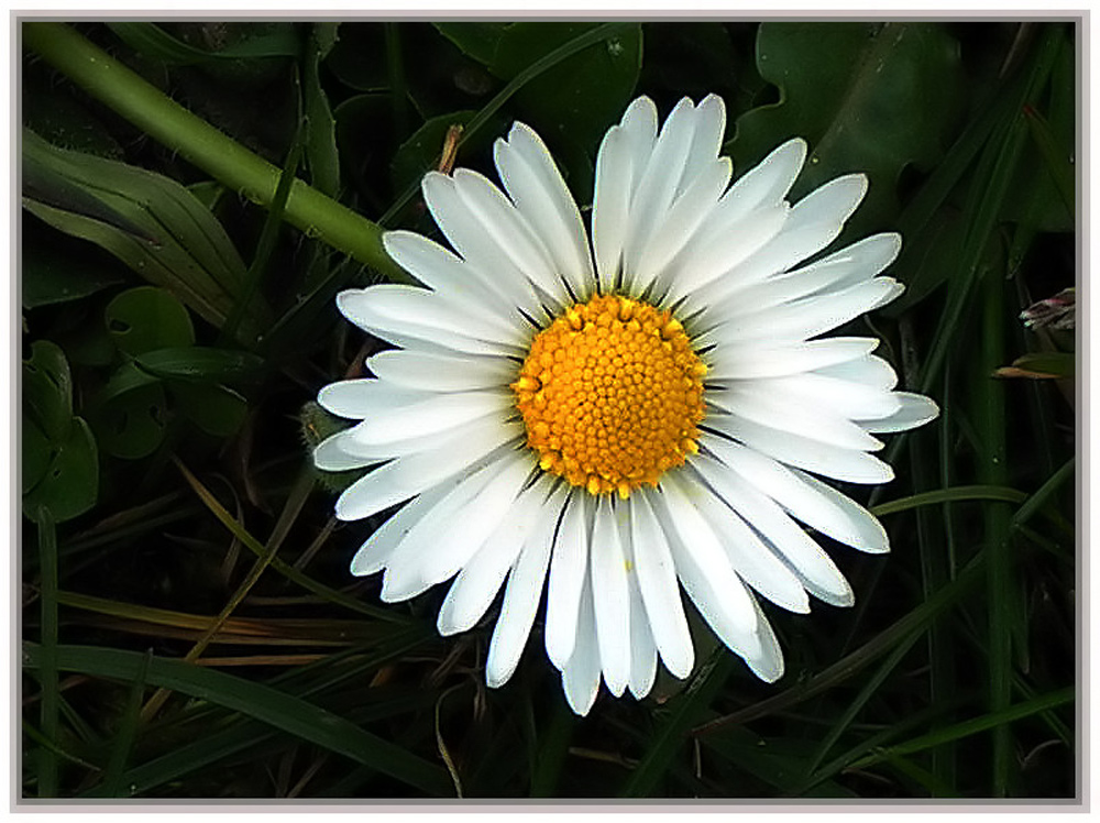 Viel Grün und ein Gänseblümchen (Bellis perennis)