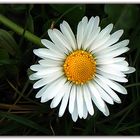 Viel Grün und ein Gänseblümchen (Bellis perennis)