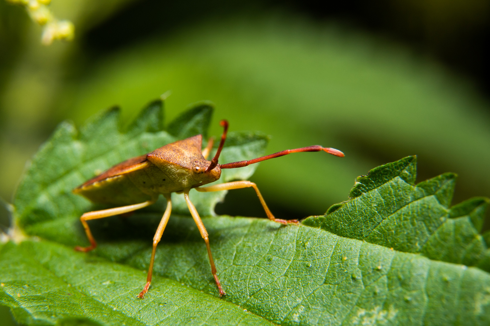 Viel Grün, viele Beine 
