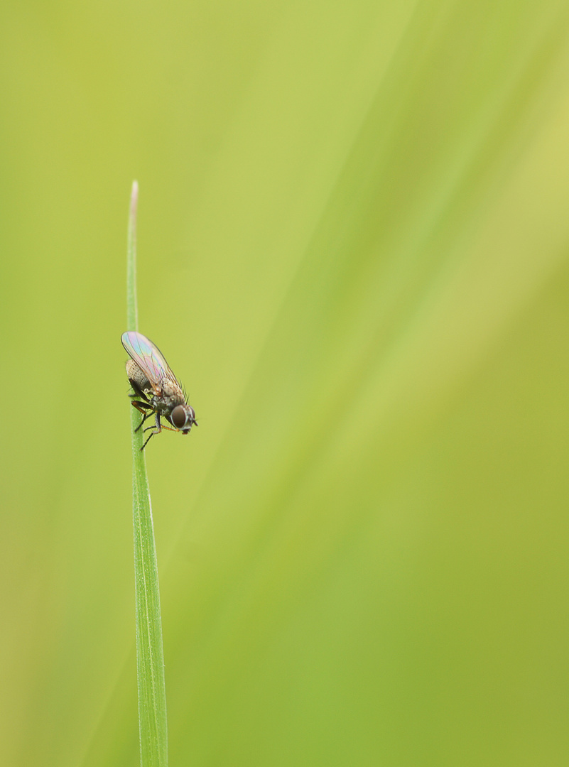 Viel Grün, wenig Fliege