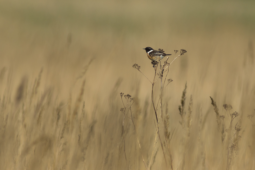 viel Habitat mit Schwarzkehlchen