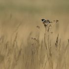 viel Habitat mit Schwarzkehlchen