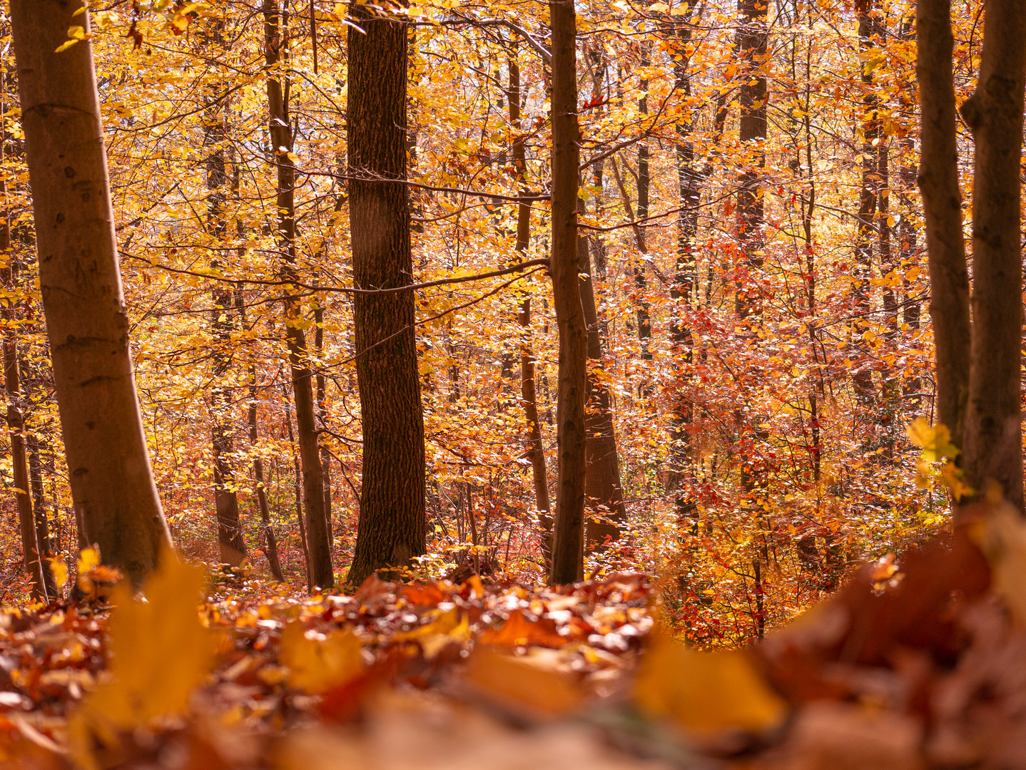 Viel Herbst