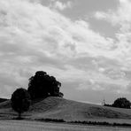 Viel Himmel . Etwas Baum