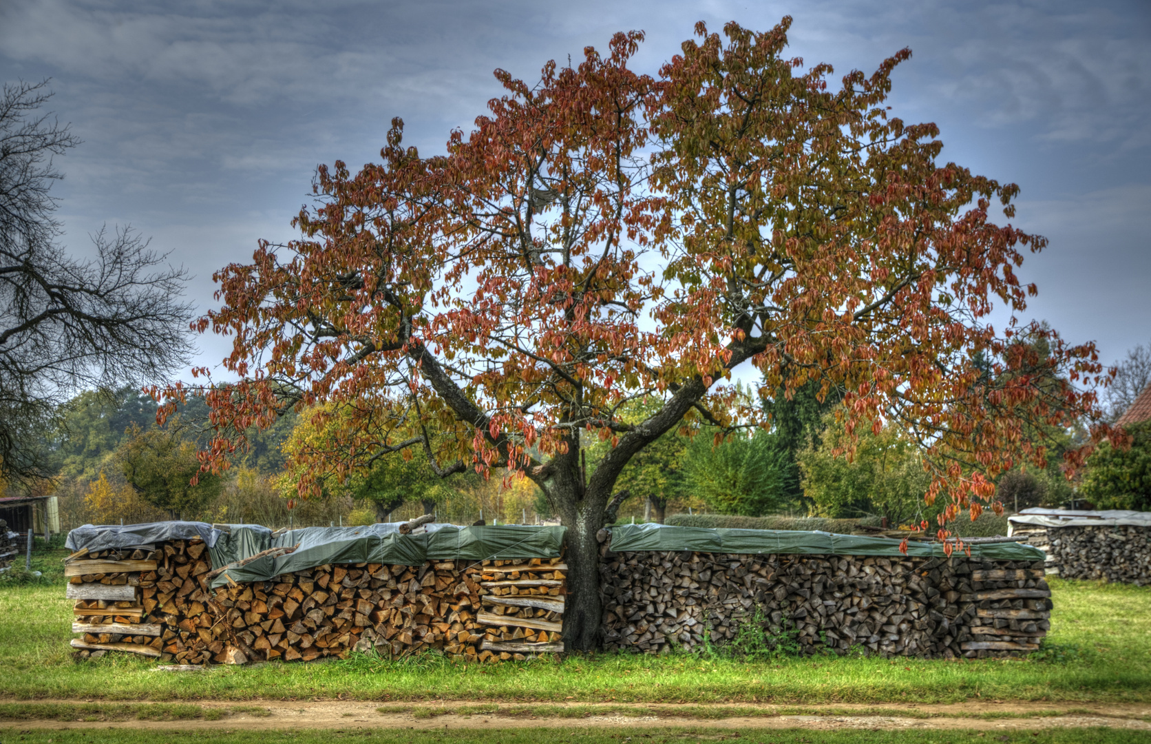 Viel Holz