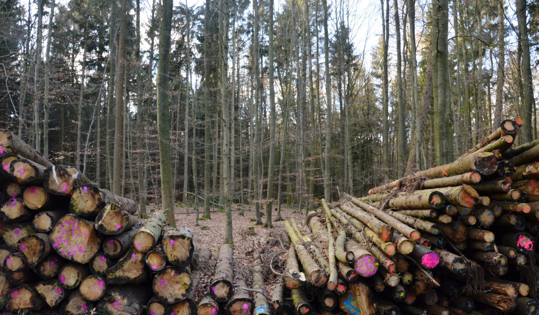 Viel Holz im Wald!!!!