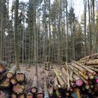 Viel Holz im Wald!!!!