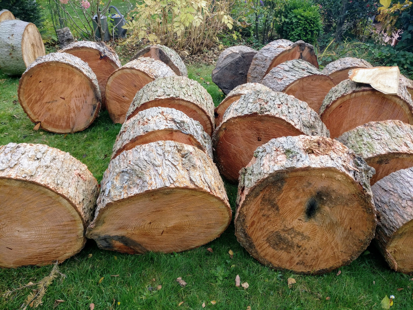 Viel Holz ohne Hütte