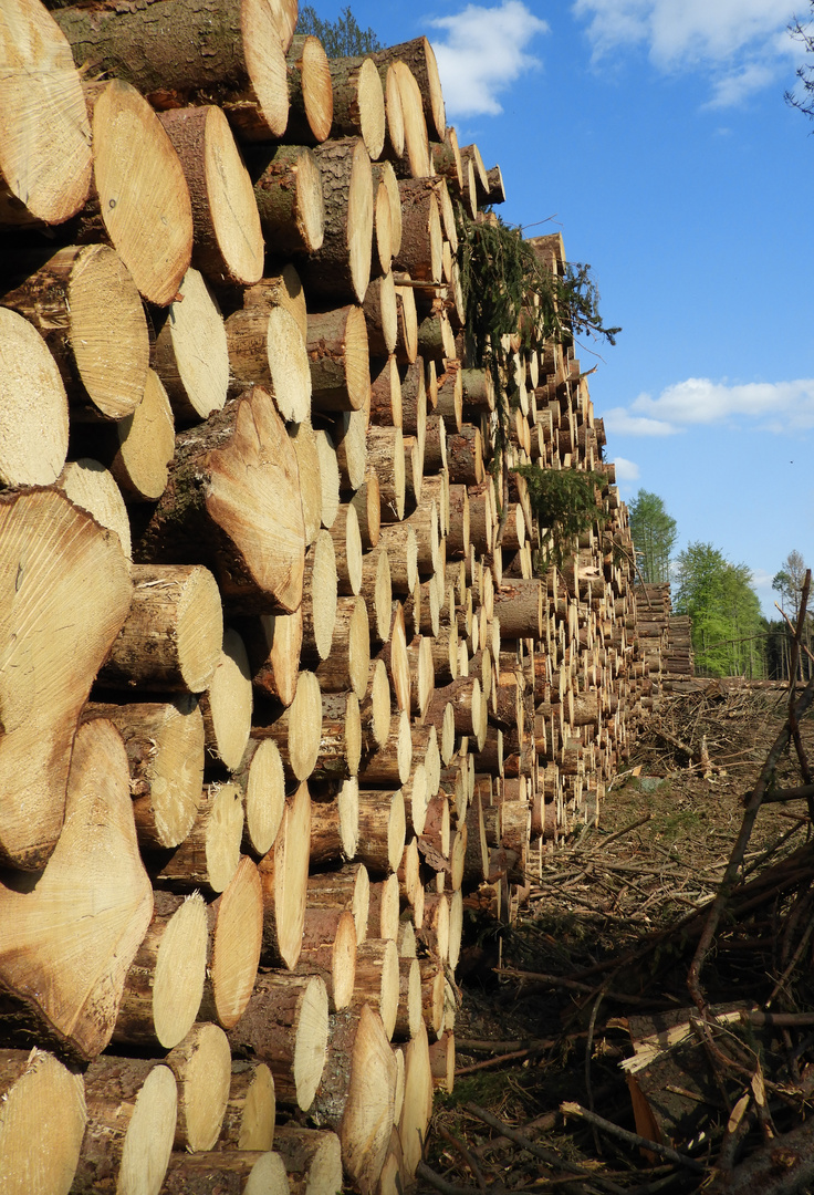 viel Holz vor der Hütte