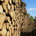 viel Holz vor der Hütte