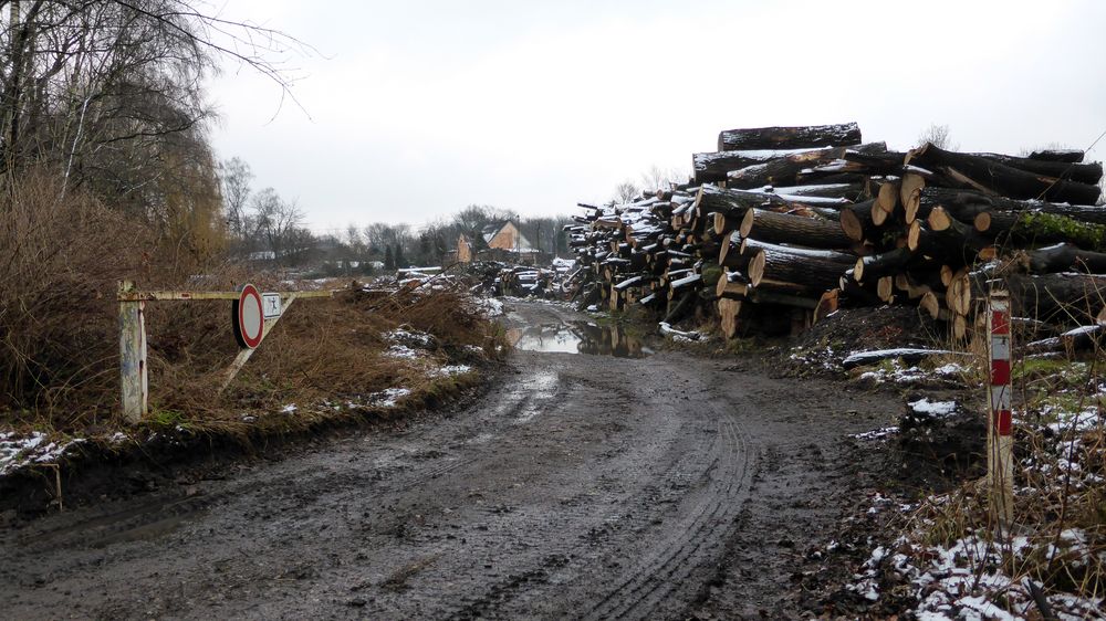 Viel Holz vor der Hütte