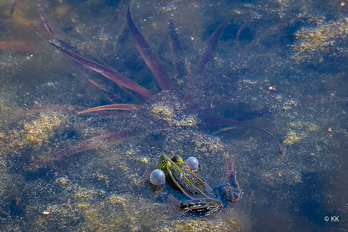 Viel Lärm im Teich