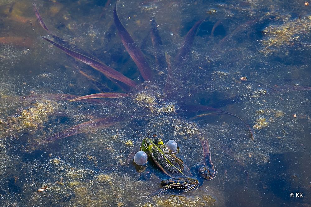 Viel Lärm im Teich