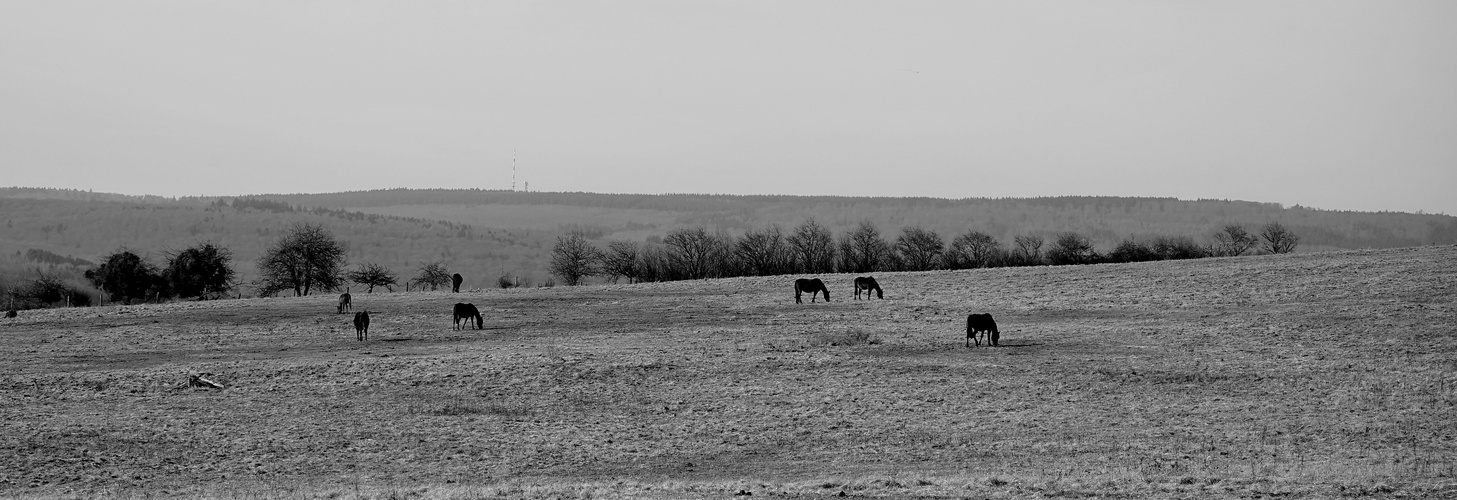 viel Landschaft mit Pferden