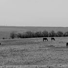 viel Landschaft mit Pferden