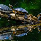 Viel los am Schildkrötenweiher heute bei uns